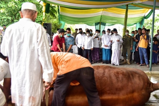 Gubernur-Sumut-Edy-Rahmayadi-berkurban-sapi-pada-Idul-Adha-144-H