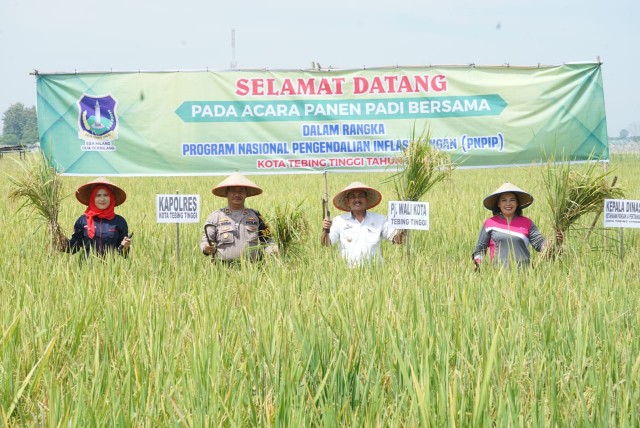 Pj Wali Kota Tebingtinggi, M. Dimiyathi, panen padi di Kecamatan Bajenis