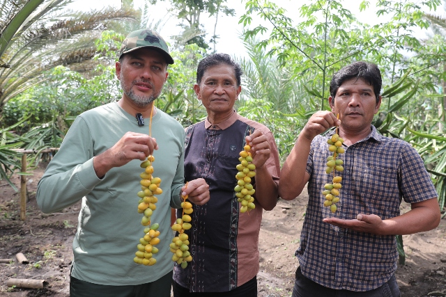 Wagub Sumut, Musa Rajekshah, panen kurma di Tanah Karo