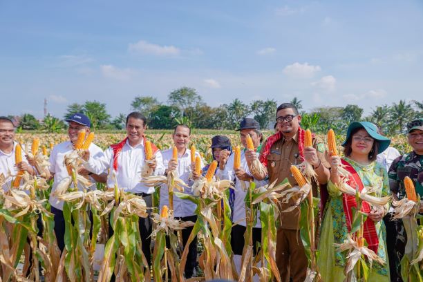 Wali Kota Medan, Bobby Nasution, bersama Mentan, Andi Amran Sulaiman, panen jagung