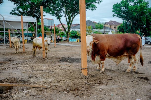 Sapi kurban Pemkot Medan yang akan disembelih
