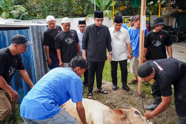 Wali Kota Medan, Rico Tri Putra Bayu Waas, saksikan pemnyembelihan kurban di Medan Sunggal