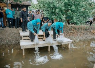 Ketua TP PKK Sumut, Kahiyang Ayu, tabur benih ikan di Langkat