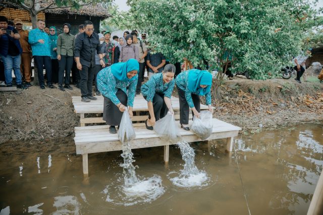 Ketua TP PKK Sumut, Kahiyang Ayu, tabur benih ikan di Langkat