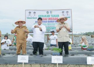 Gubernur Sumut, Bobby Nasution, tanam cabai serentak di Batubara
