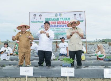 Gubernur Sumut, Bobby Nasution, tanam cabai serentak di Batubara