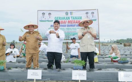 Gubernur Sumut, Bobby Nasution, tanam cabai serentak di Batubara