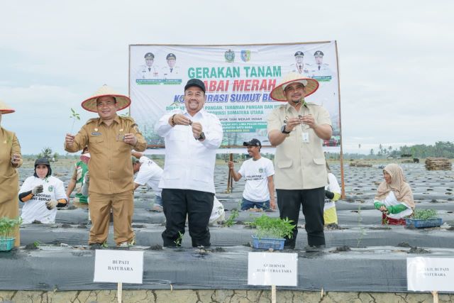 Gubernur Sumut, Bobby Nasution, tanam cabai serentak di Batubara
